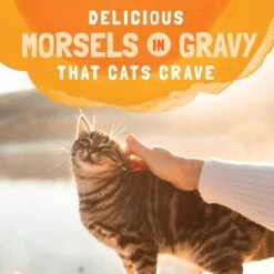 Natural Balance Platefulls Indoor Formula Duck, Chicken & Pumpkin Formula In Gravy Grain-Free Cat Food Pouches -Meow Meals 76560 PT7. AC SS1800 V1677522018