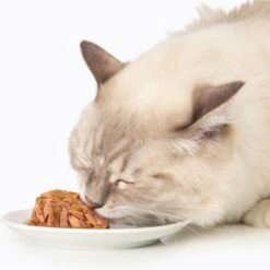 Catit Dinner Ocean Fish With Shrimp & Green Beans Cat Wet Food, 2.8-oz Can -Meow Meals 781918 PT2. AC SS1800 V1677077910