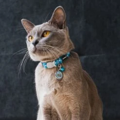 Red Dingo Stars Cat Collar -Meow Meals 990814 PT2. AC SS1800 V1702677947