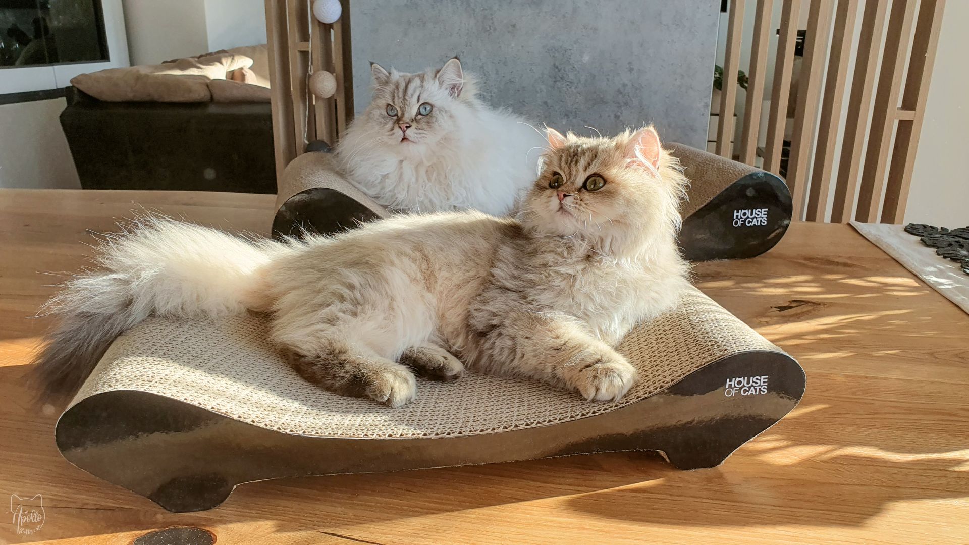 Meow Meals -Meow Meals recenzja drapaki sofa comfy houseofcats catscratcher review apollofluffycat blog o kotach 1